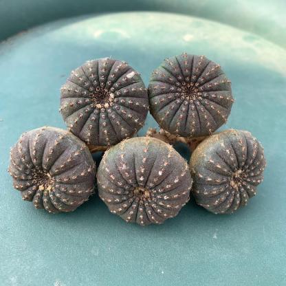 2-5cm Frailea castanea