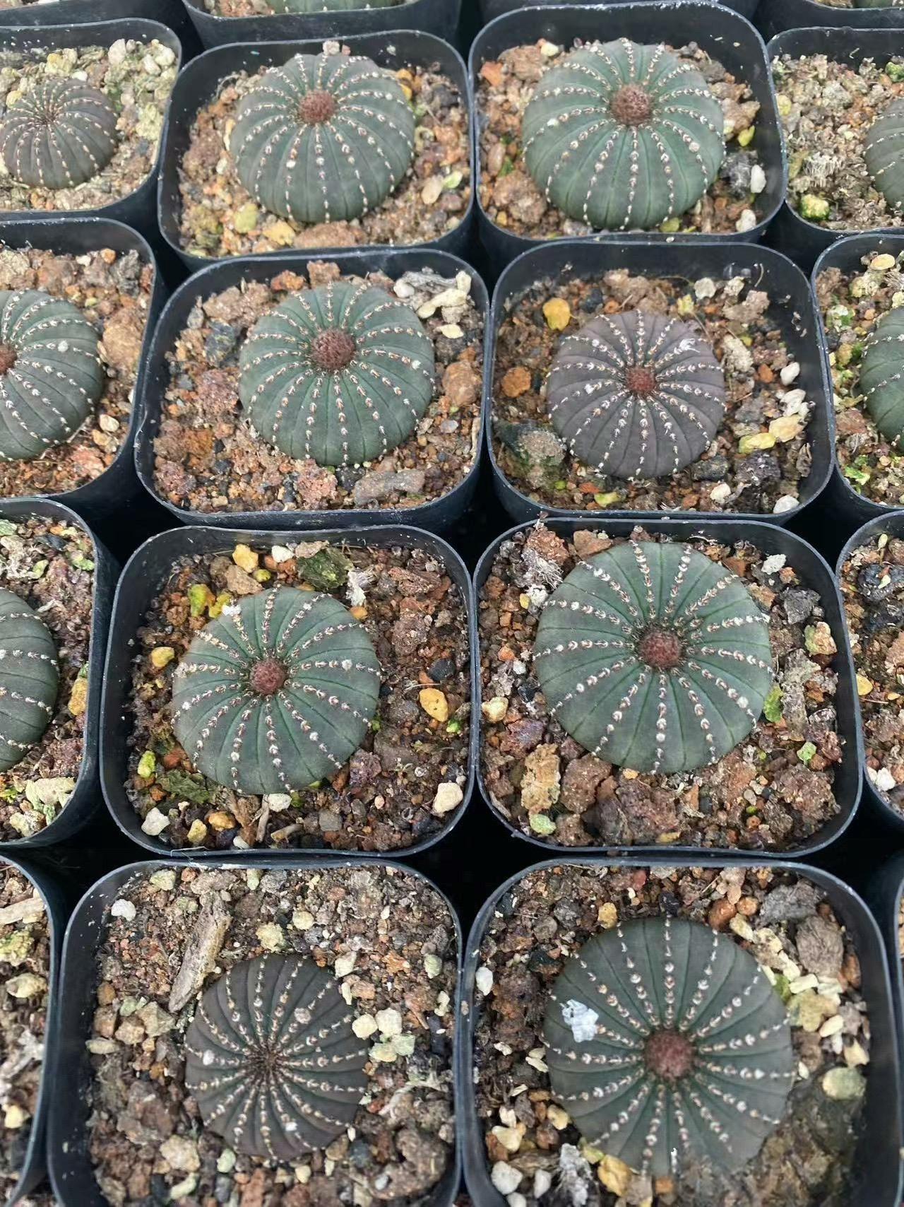 2-5cm Frailea castanea