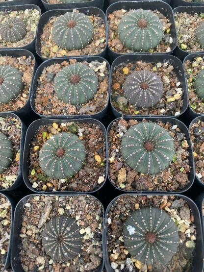 2-5cm Frailea castanea