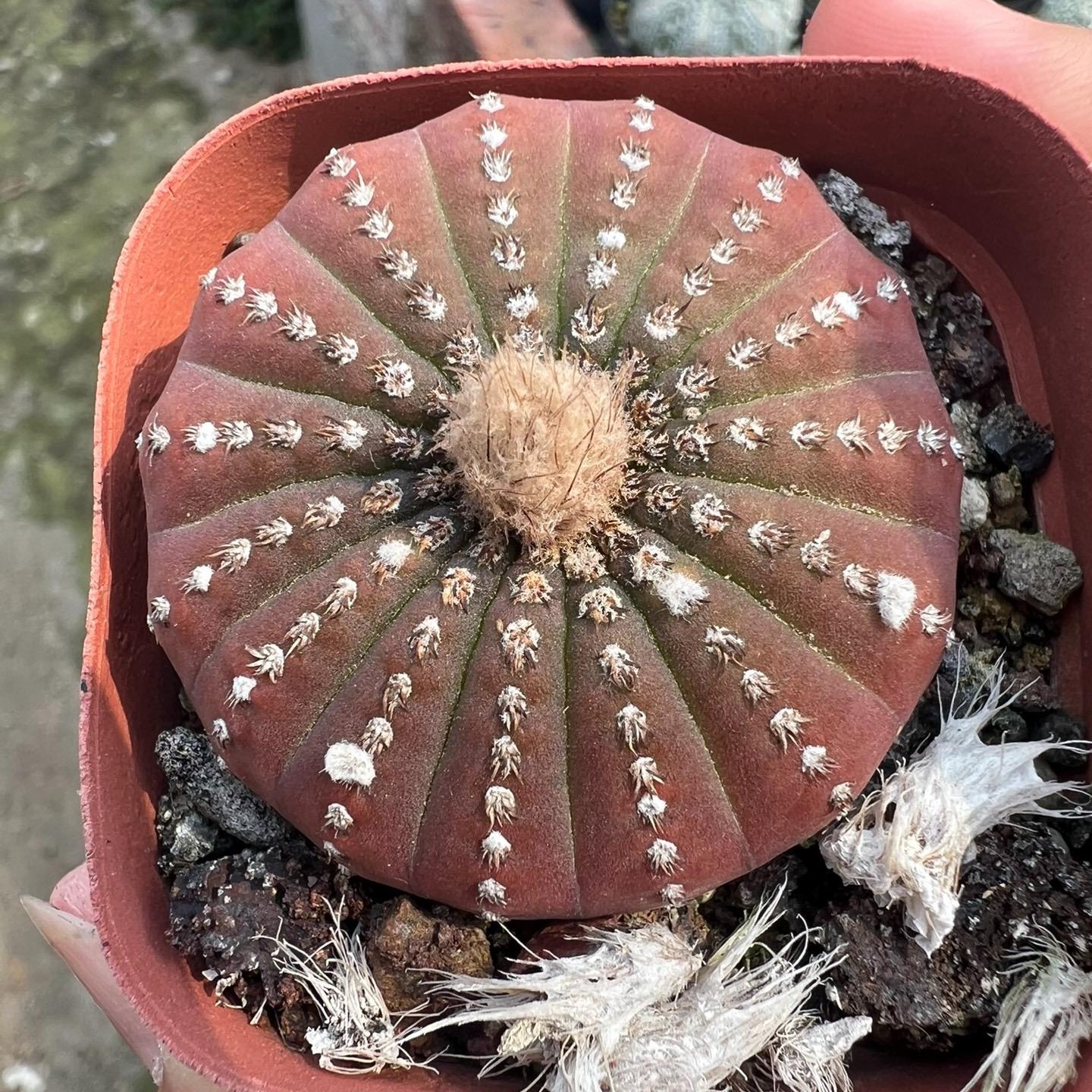 2-5cm Frailea castanea