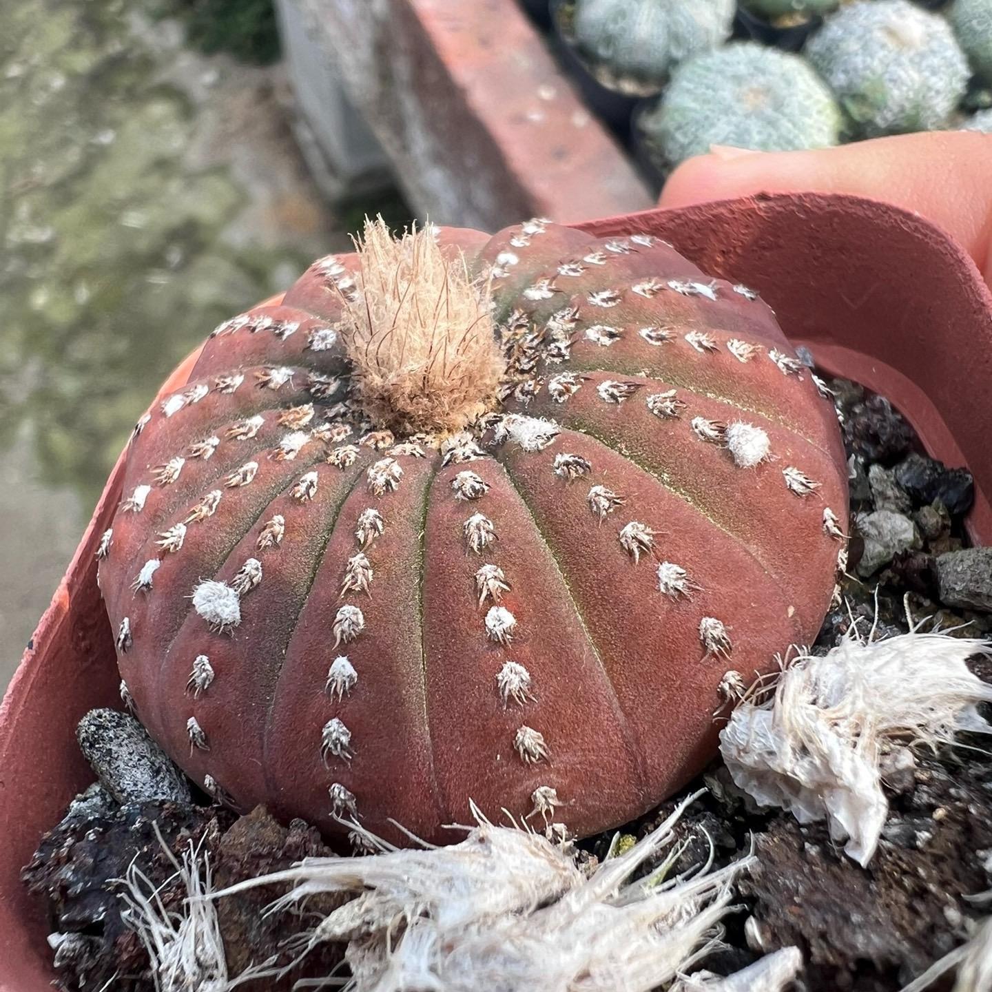 2-5cm Frailea castanea