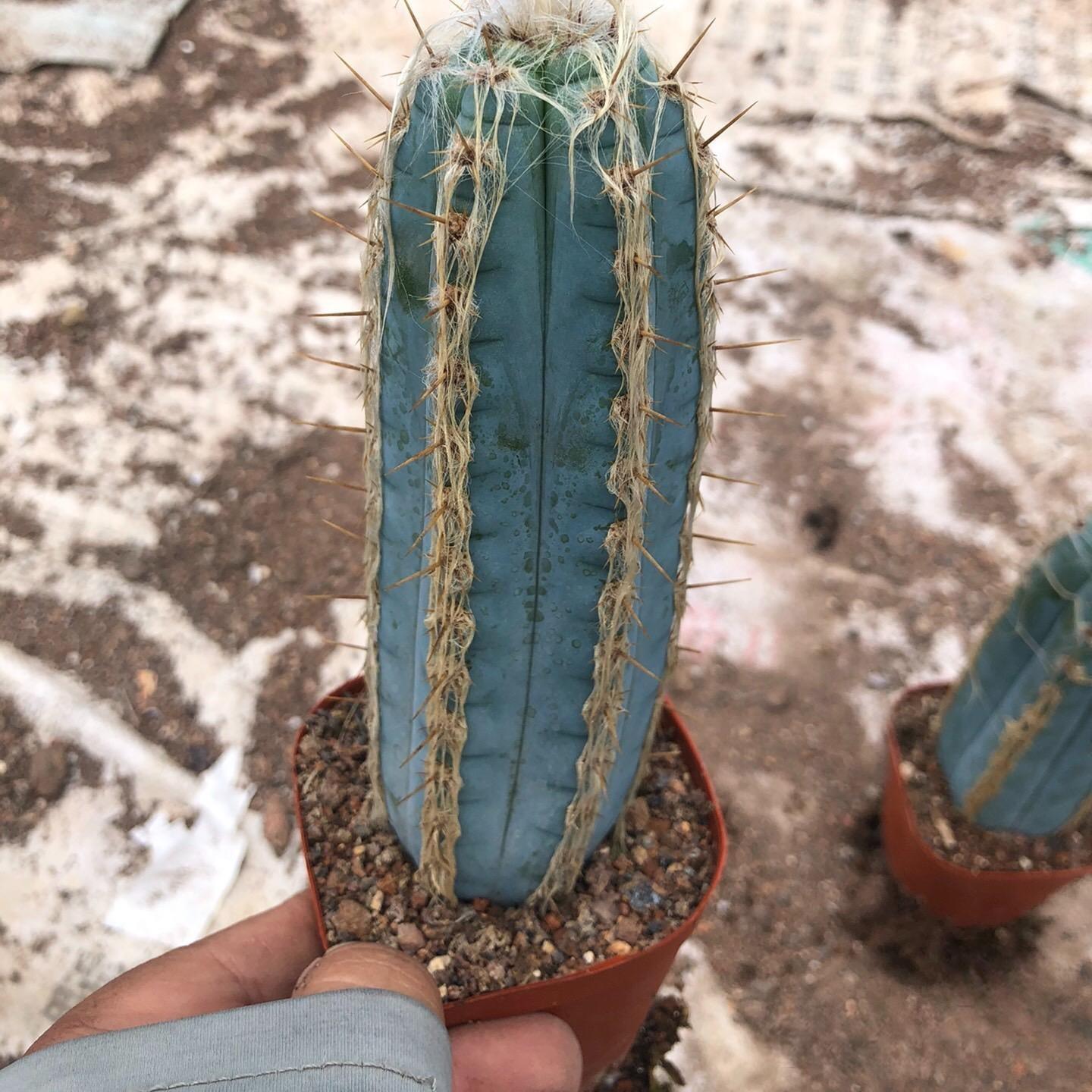 Pilosocereus pachycladus F. Ritter
