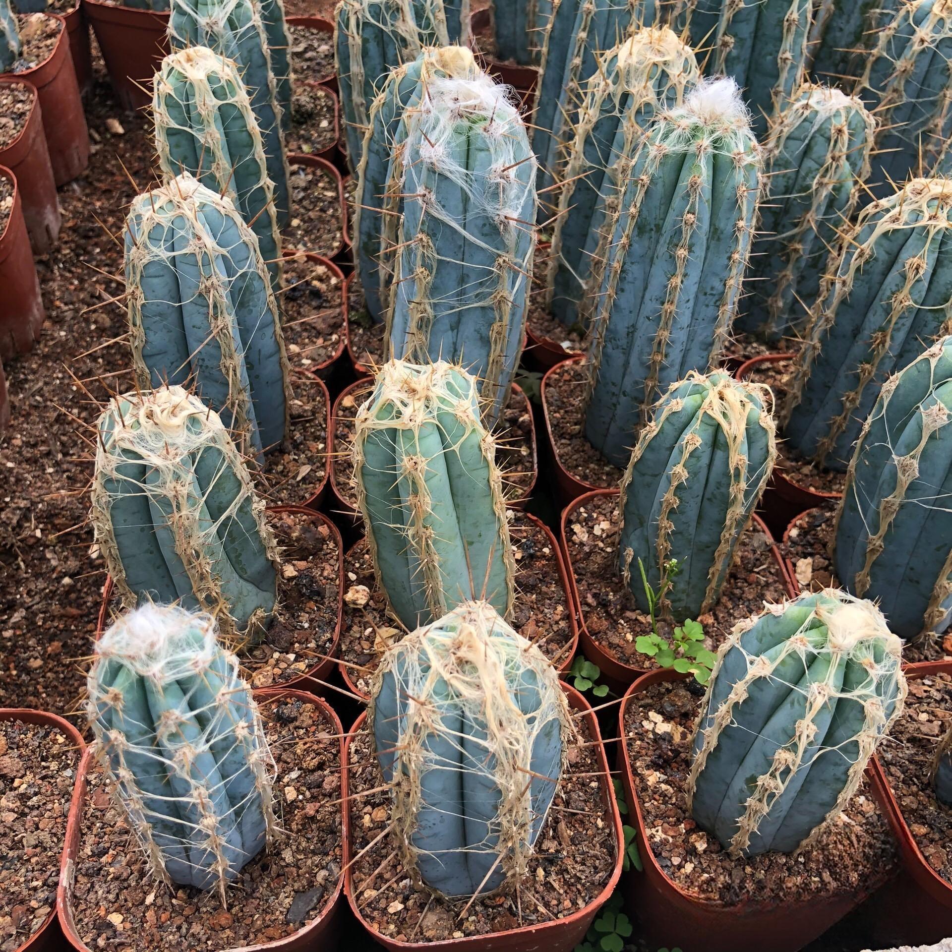 Pilosocereus pachycladus F. Ritter
