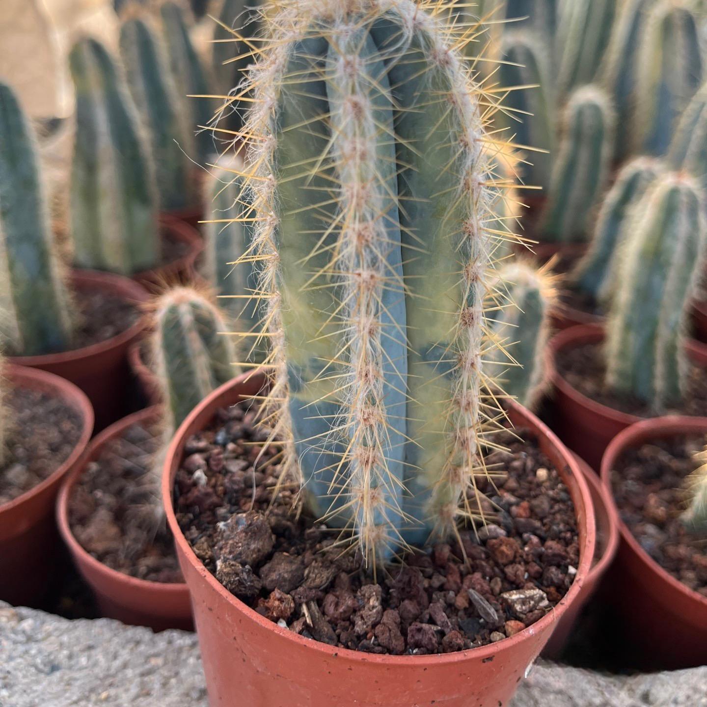 8-10cm Pilosocereus pachycladus F. Ritter （variegated）