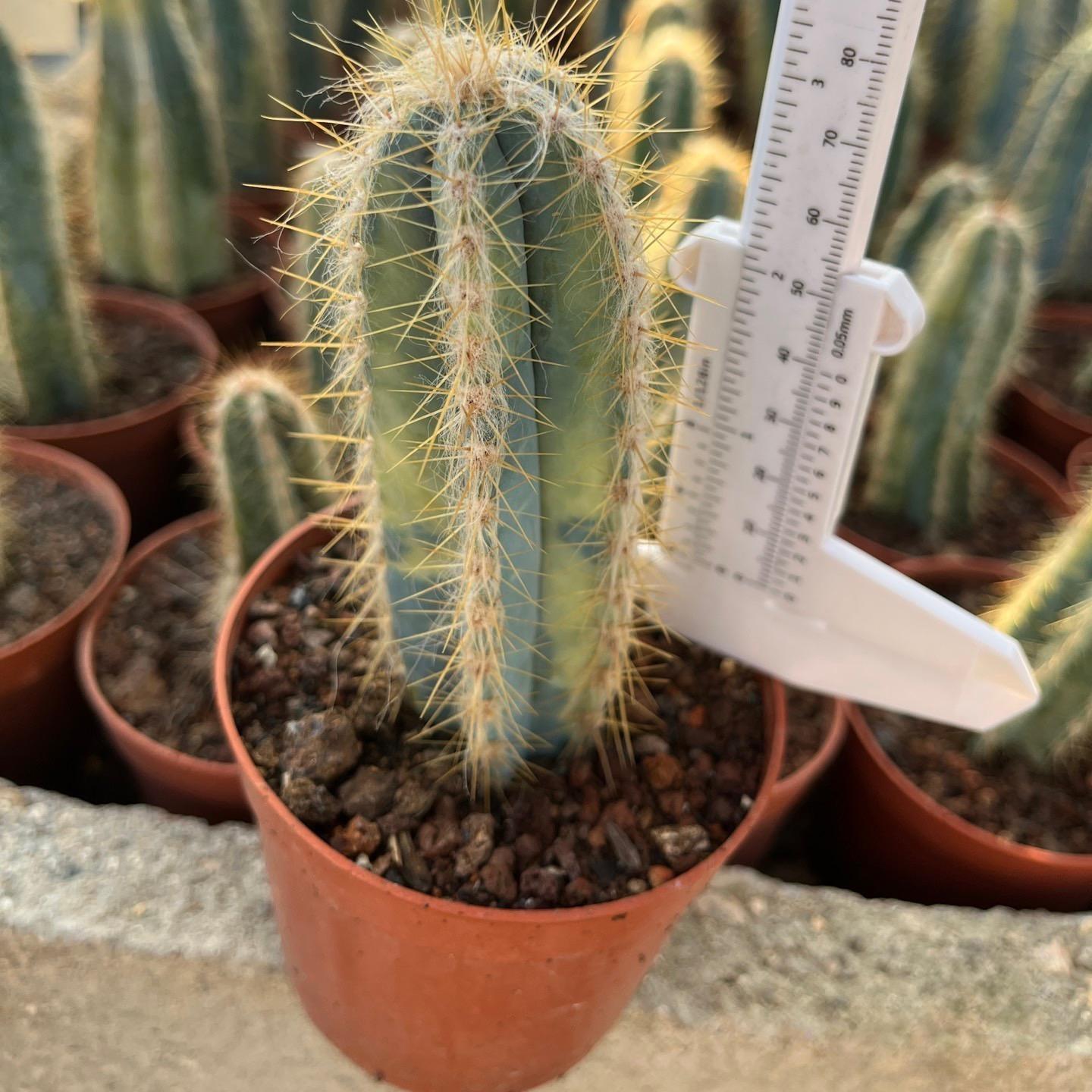 8-10cm Pilosocereus pachycladus F. Ritter （variegated）