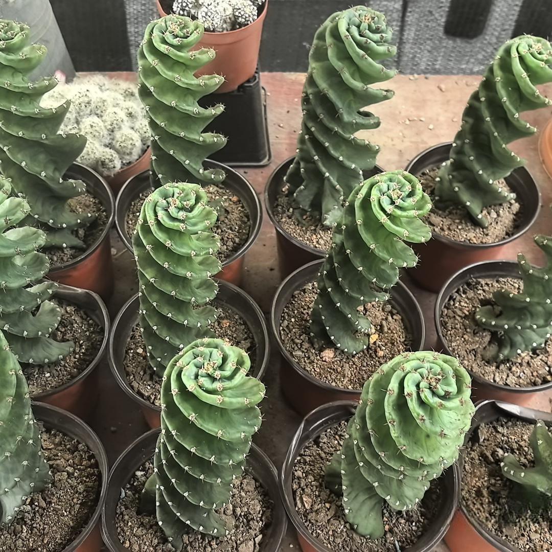 8-10cm Cereus forbesii 'Spiralis'