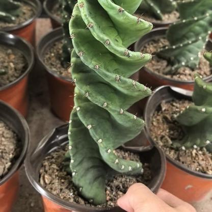8-10cm Cereus forbesii 'Spiralis'