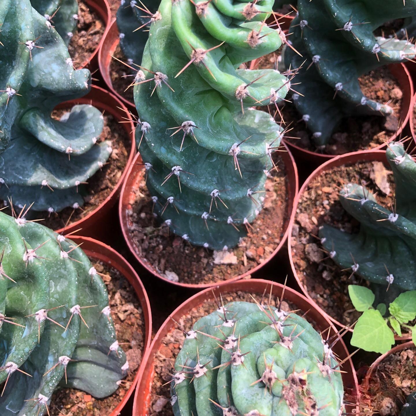 8-10cm Cereus forbesii 'Spiralis'