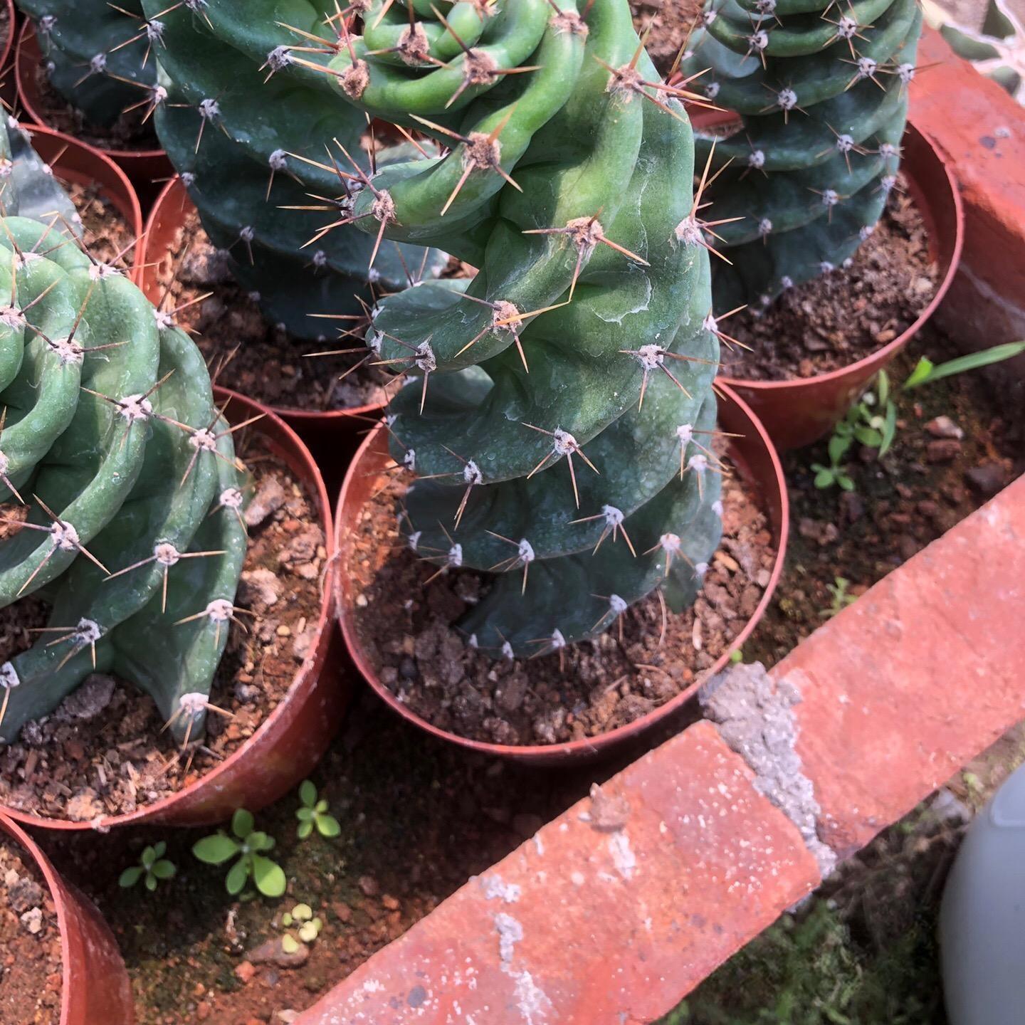 8-10cm Cereus forbesii 'Spiralis'