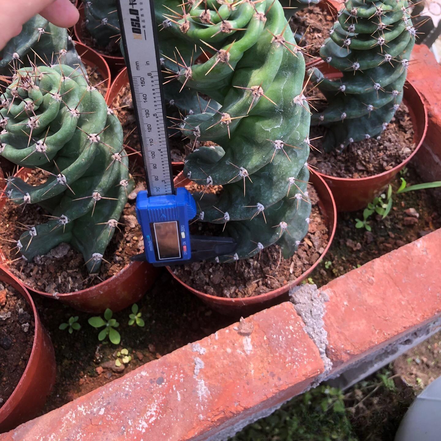 8-10cm Cereus forbesii 'Spiralis'