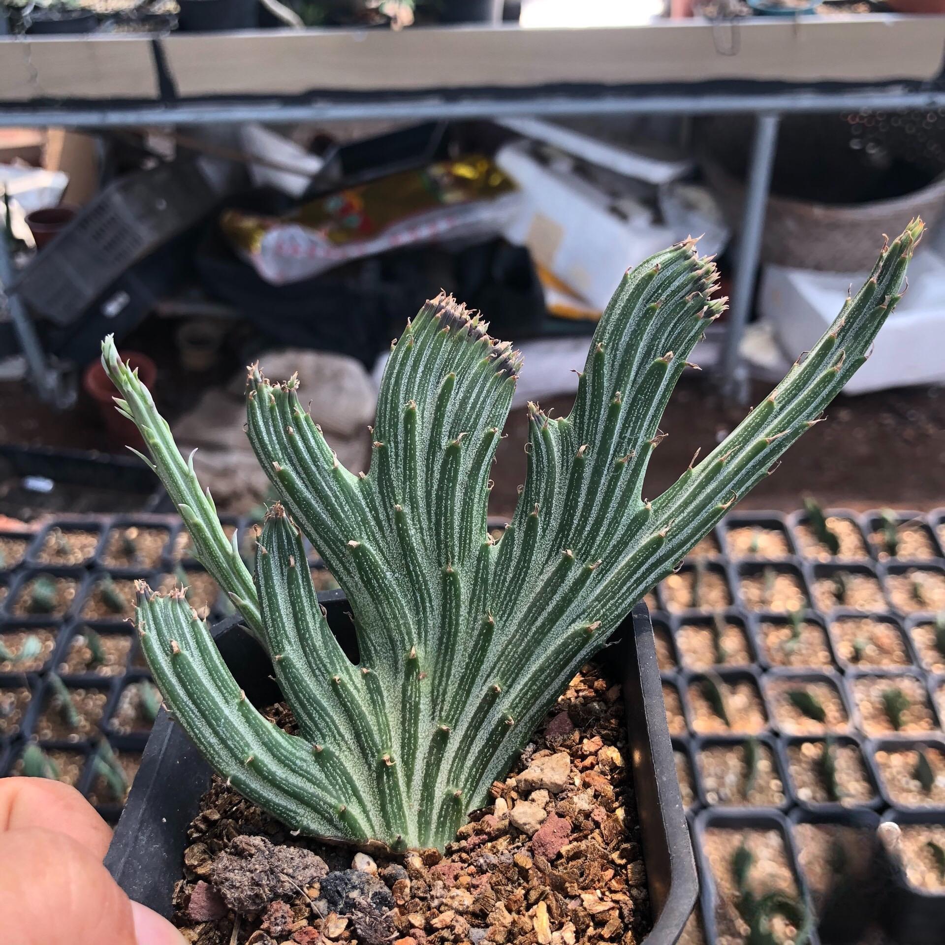 8-12cm Senecio Kleinia variegated