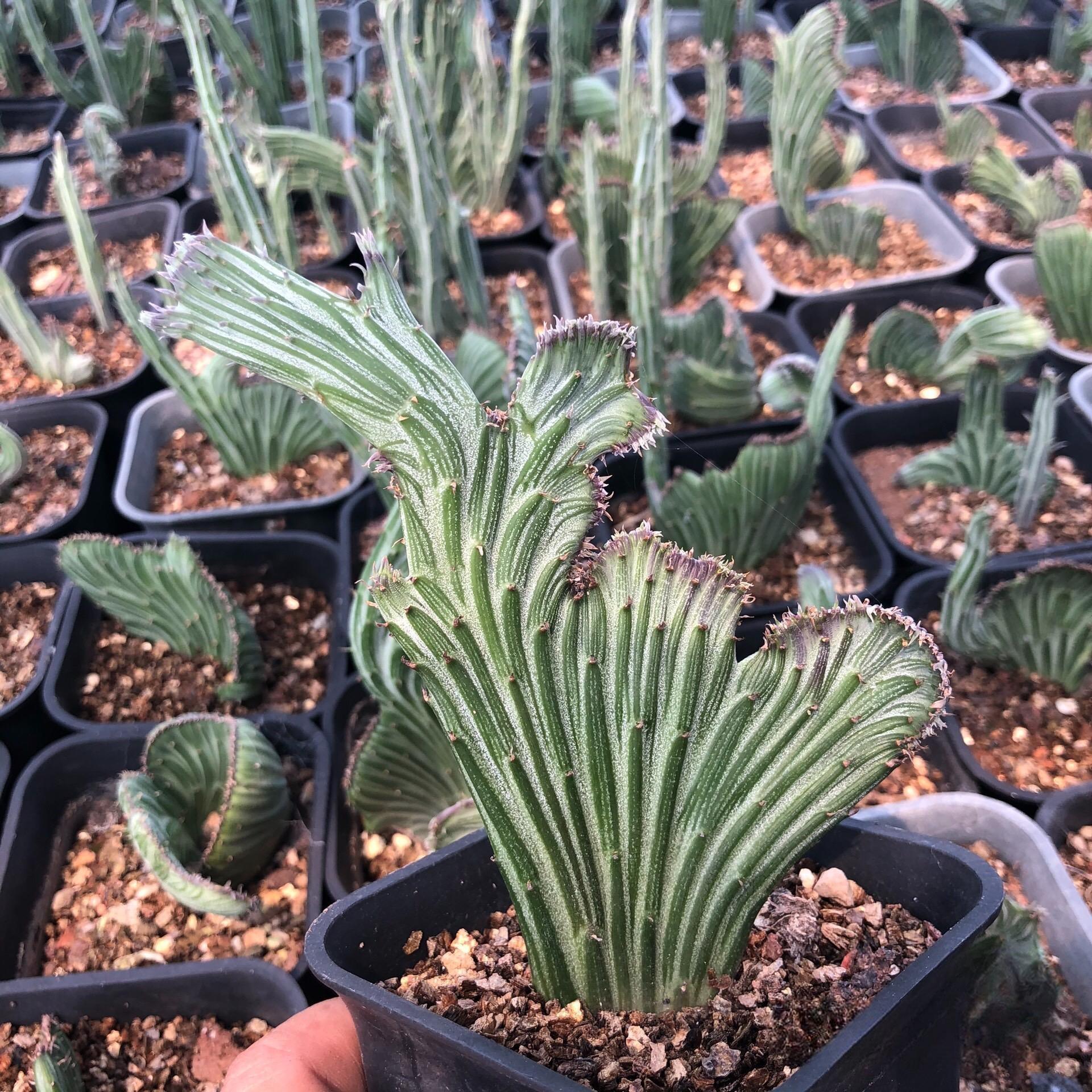8-12cm Senecio Kleinia variegated