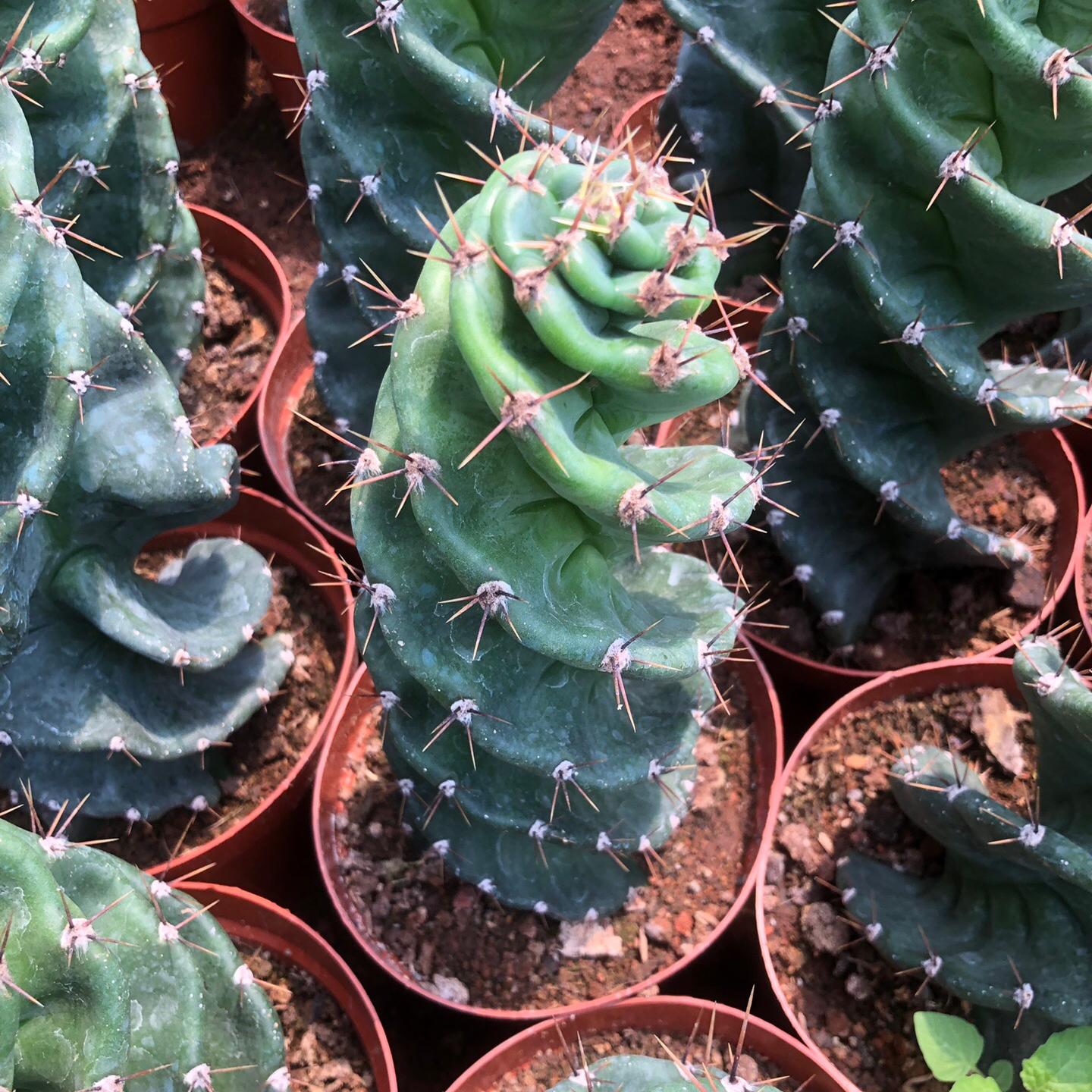 8-10cm Cereus forbesii 'Spiralis'