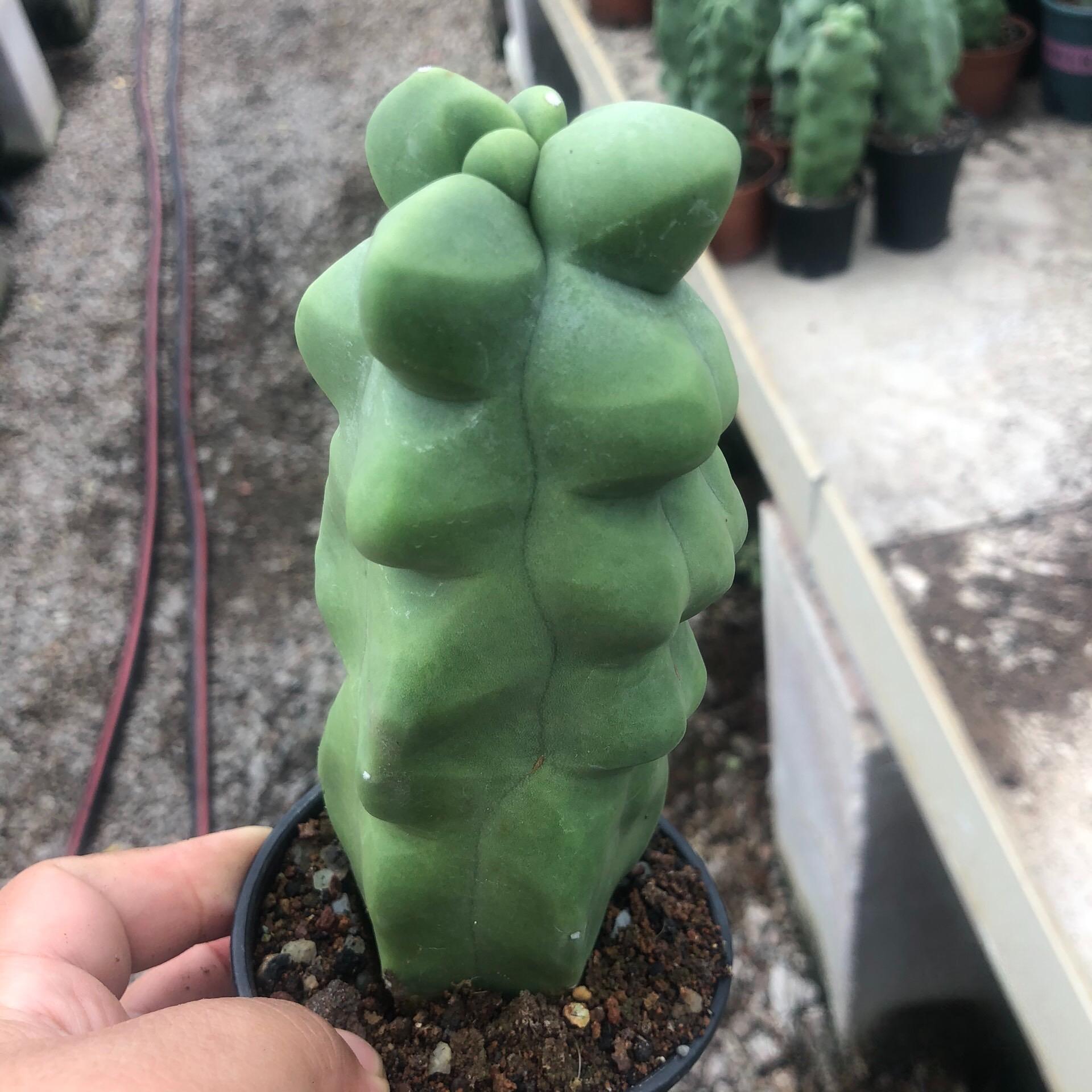 8-10cm Pachycereus schottii 'monstrosus'