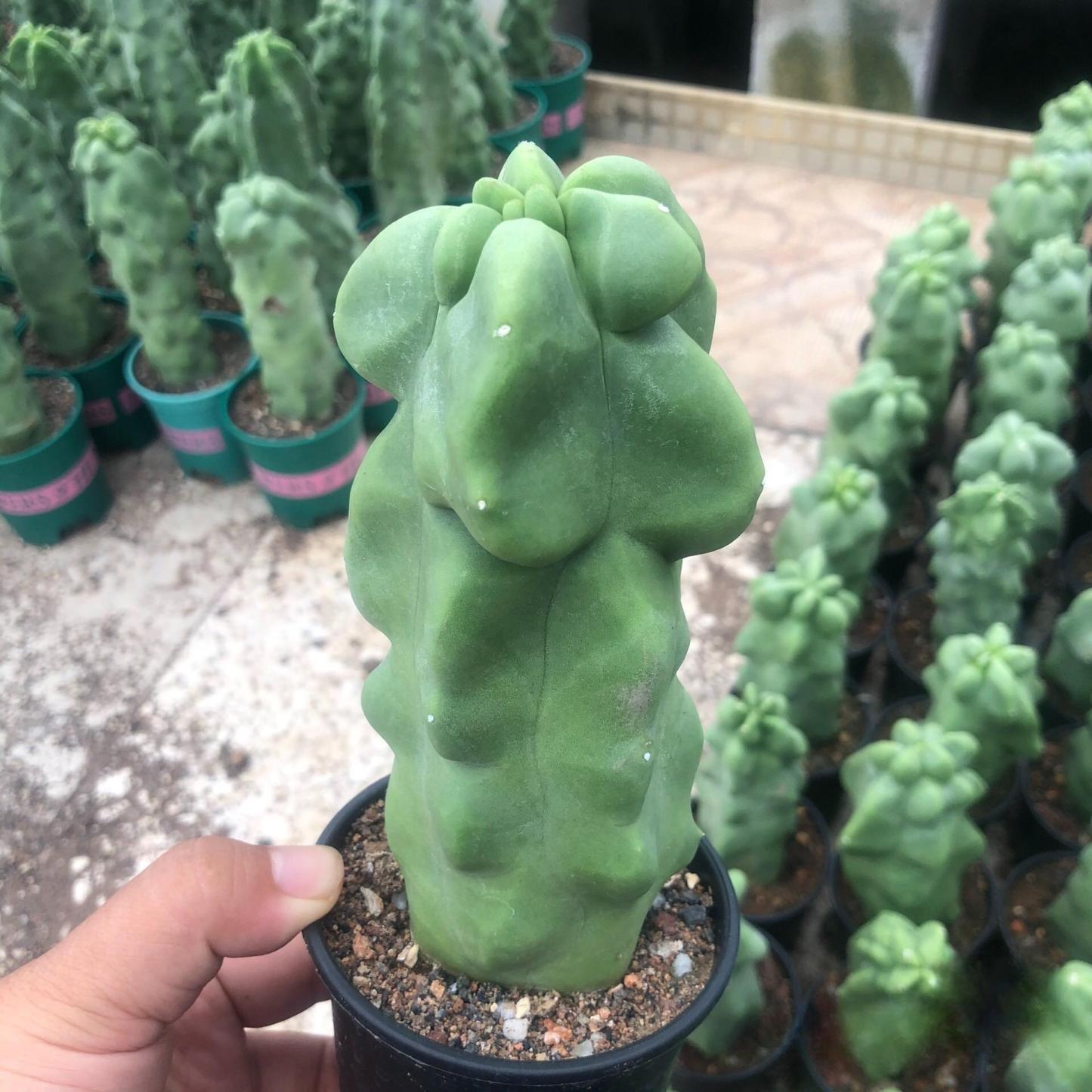 8-10cm Pachycereus schottii 'monstrosus'