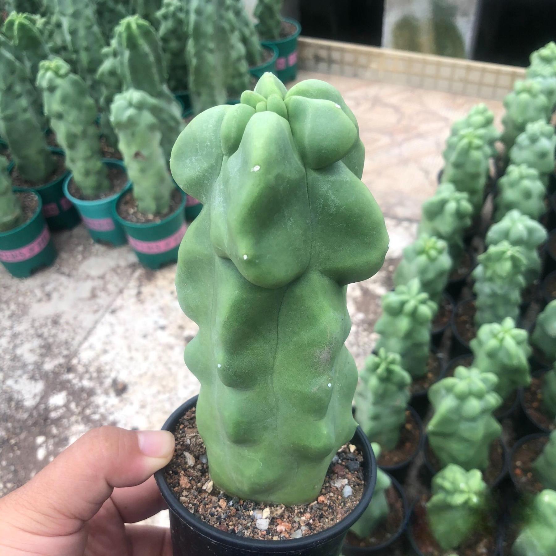 8-10cm Pachycereus schottii 'monstrosus'