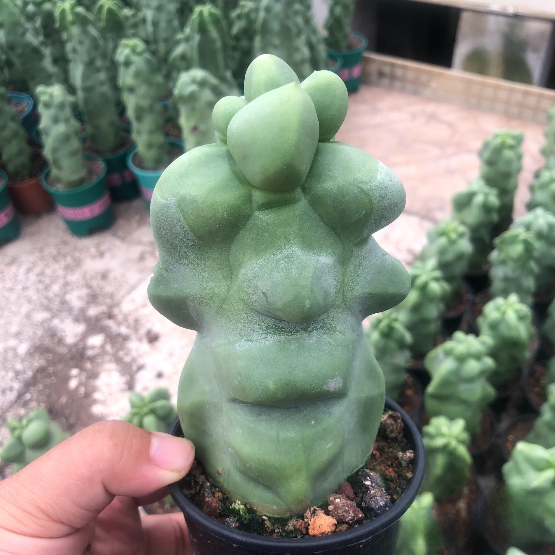 8-10cm Pachycereus schottii 'monstrosus'