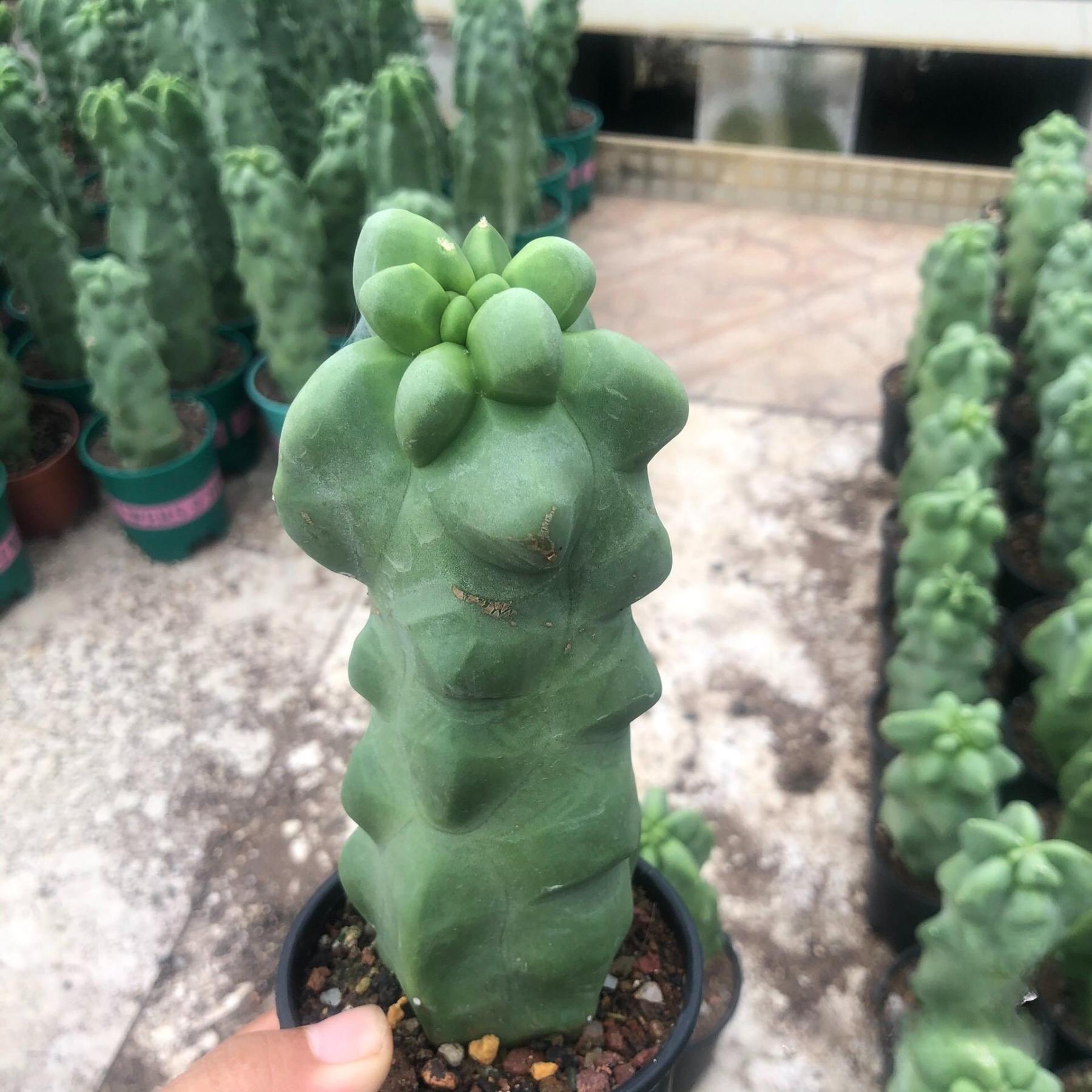 8-10cm Pachycereus schottii 'monstrosus'