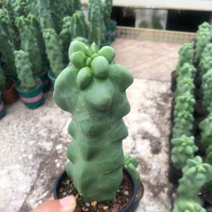 8-10cm Pachycereus schottii 'monstrosus'