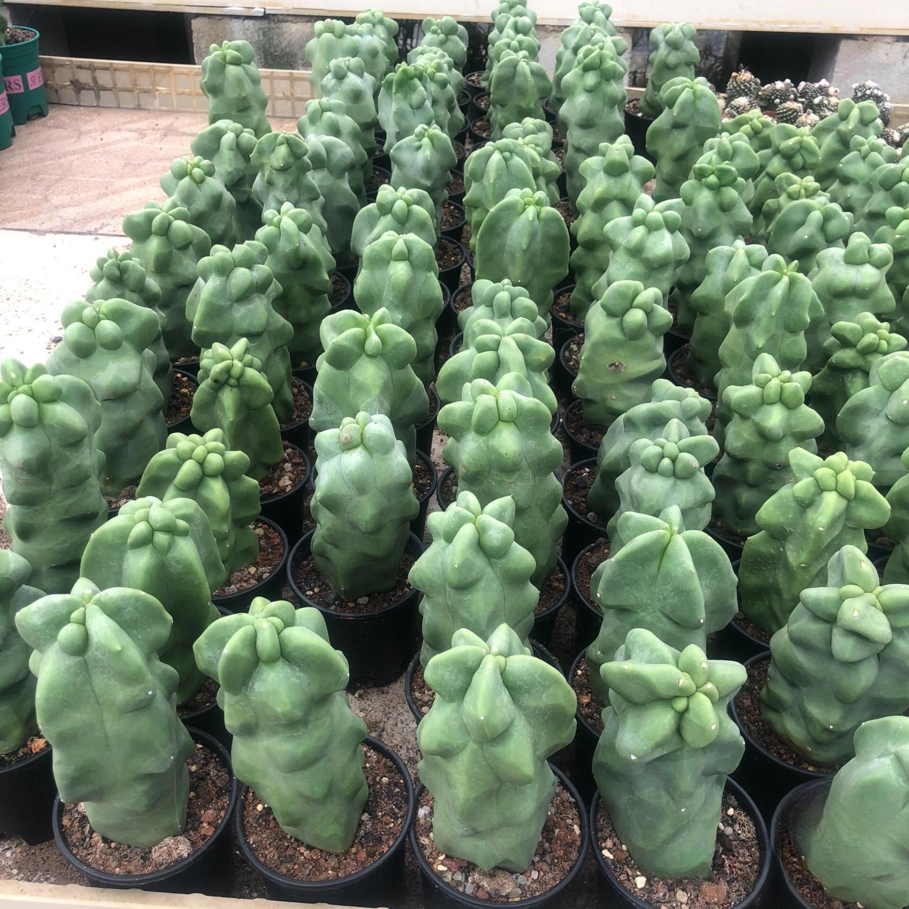 8-10cm Pachycereus schottii 'monstrosus'