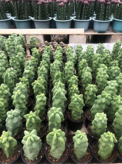 8-10cm Pachycereus schottii 'monstrosus'