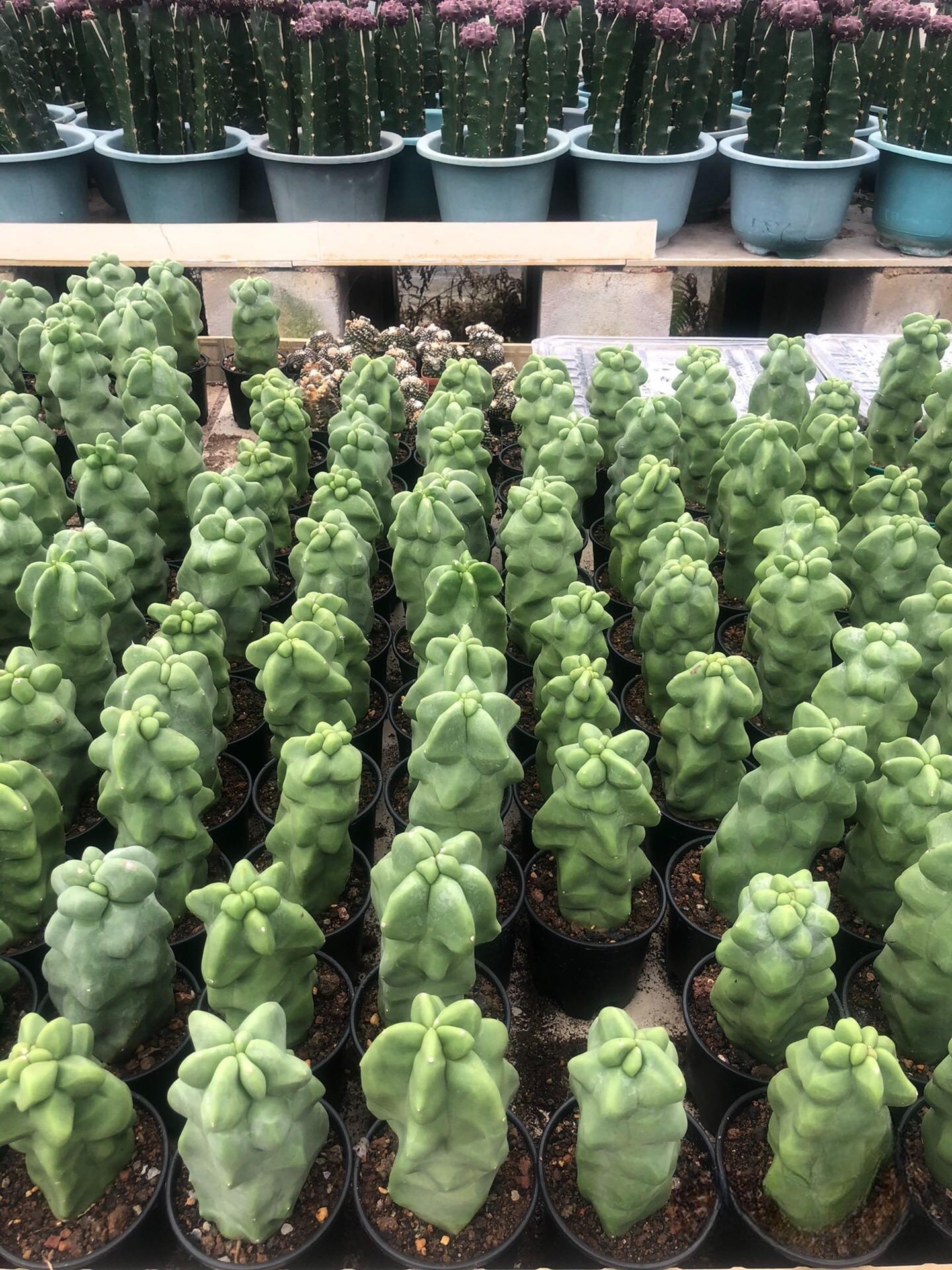 8-10cm Pachycereus schottii 'monstrosus'