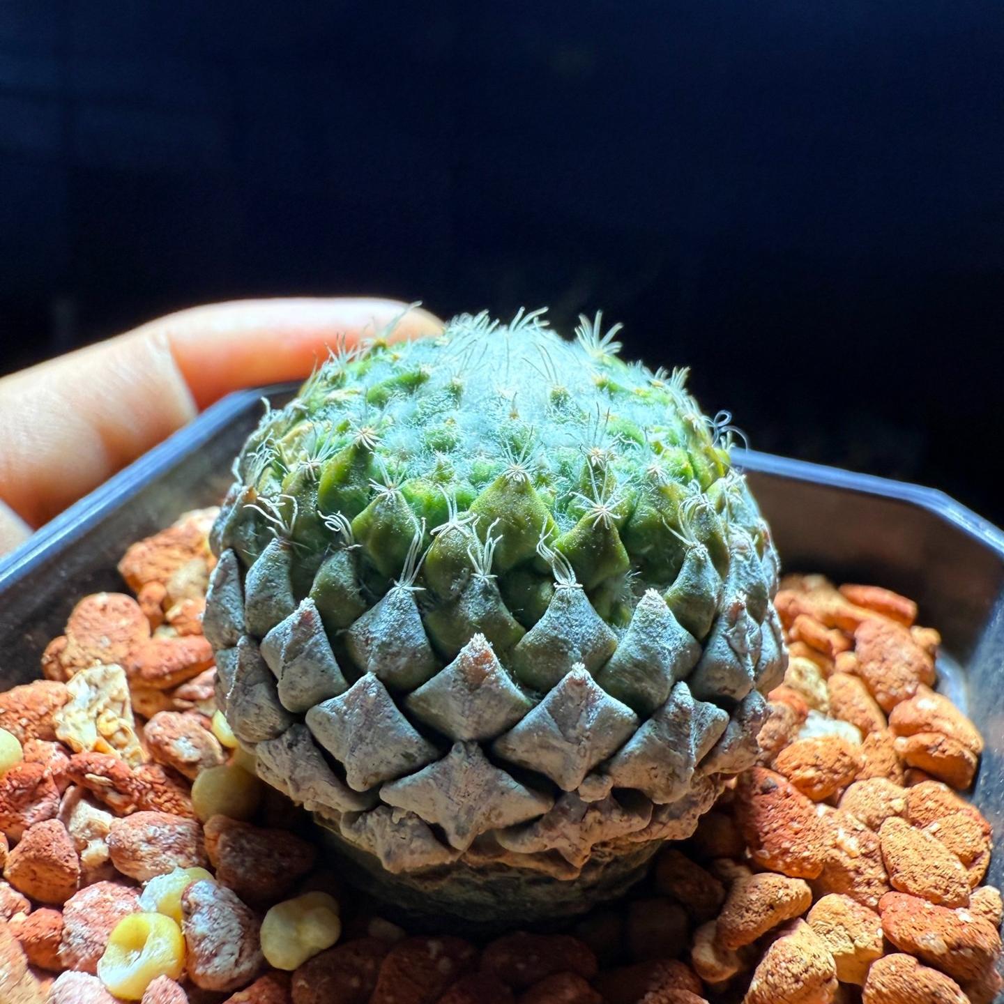 Pelecyphora strobiliformis