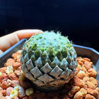 Pelecyphora strobiliformis