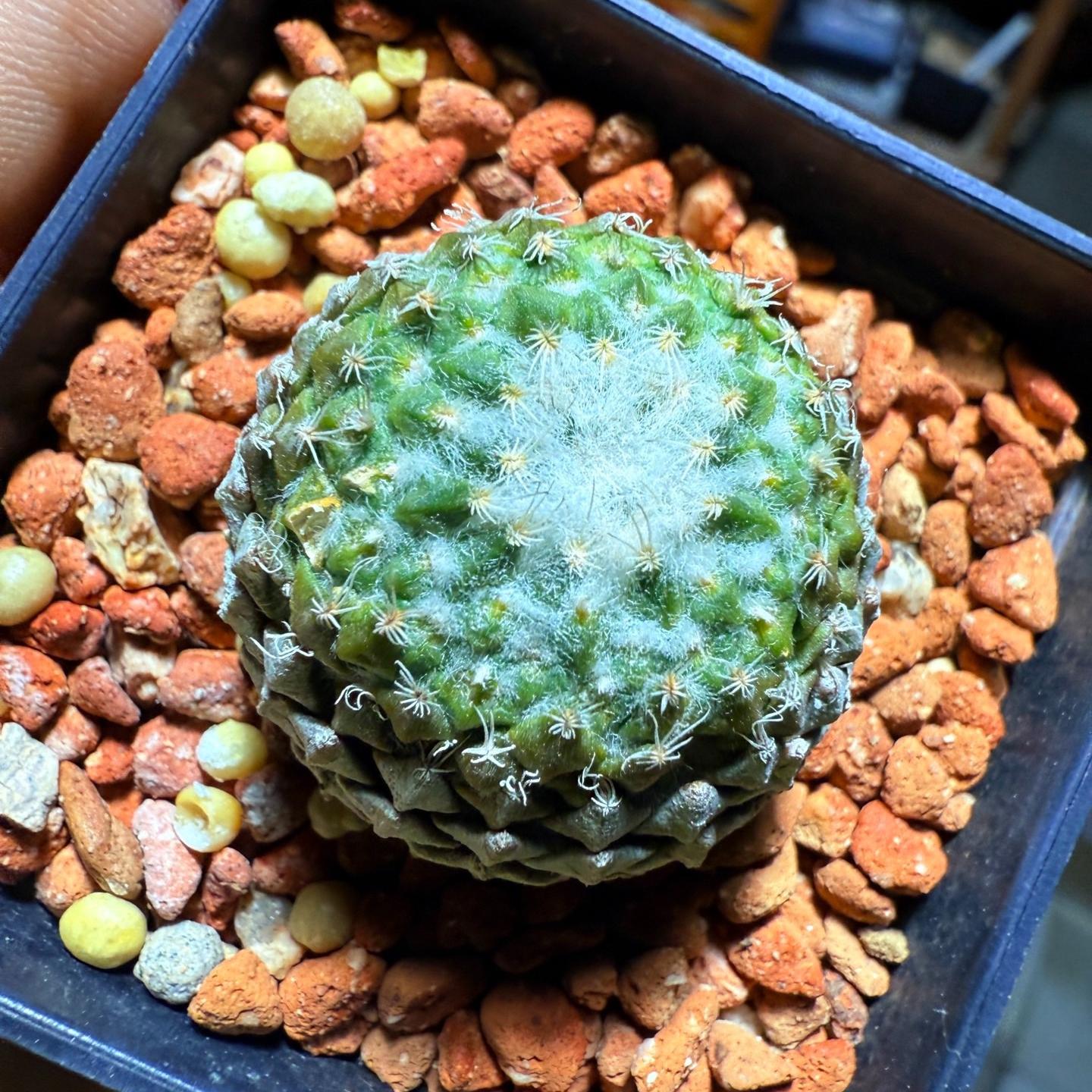 Pelecyphora strobiliformis