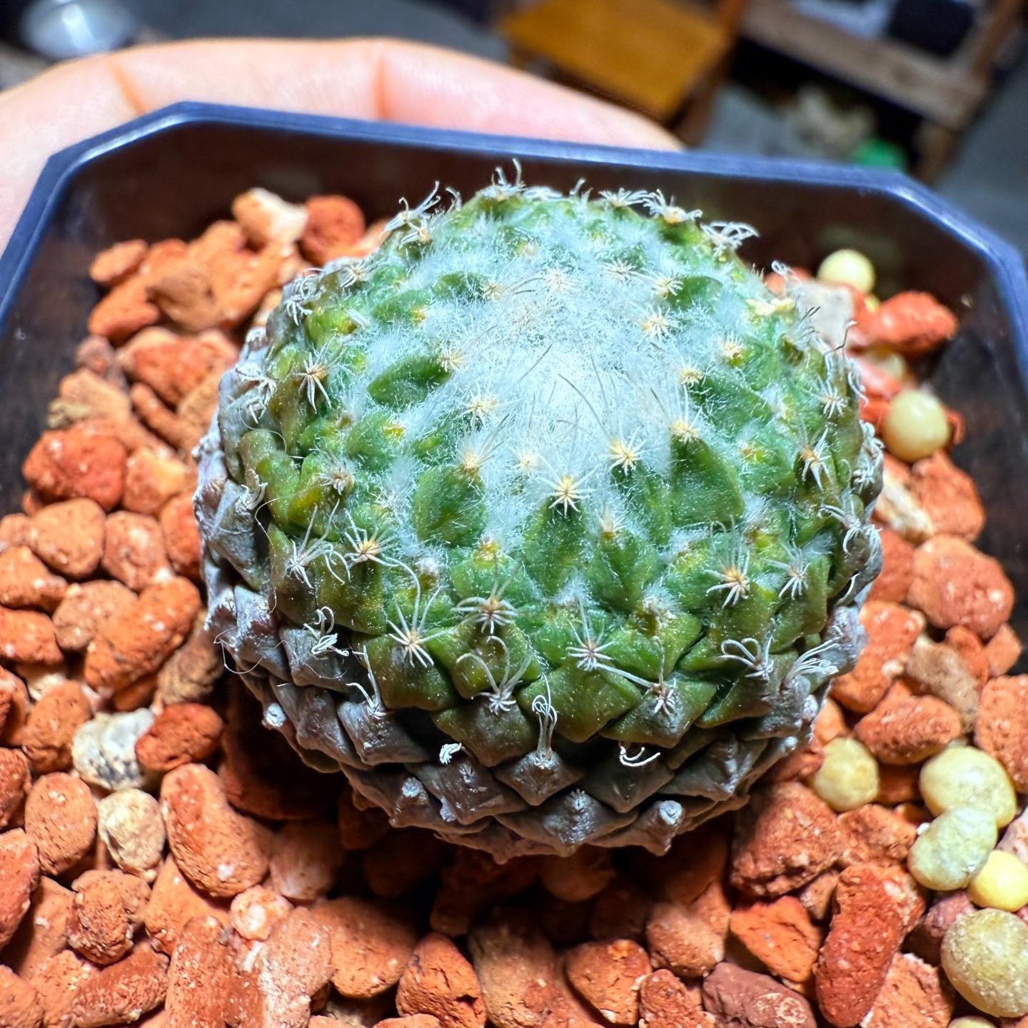 Pelecyphora strobiliformis