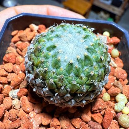 Pelecyphora strobiliformis