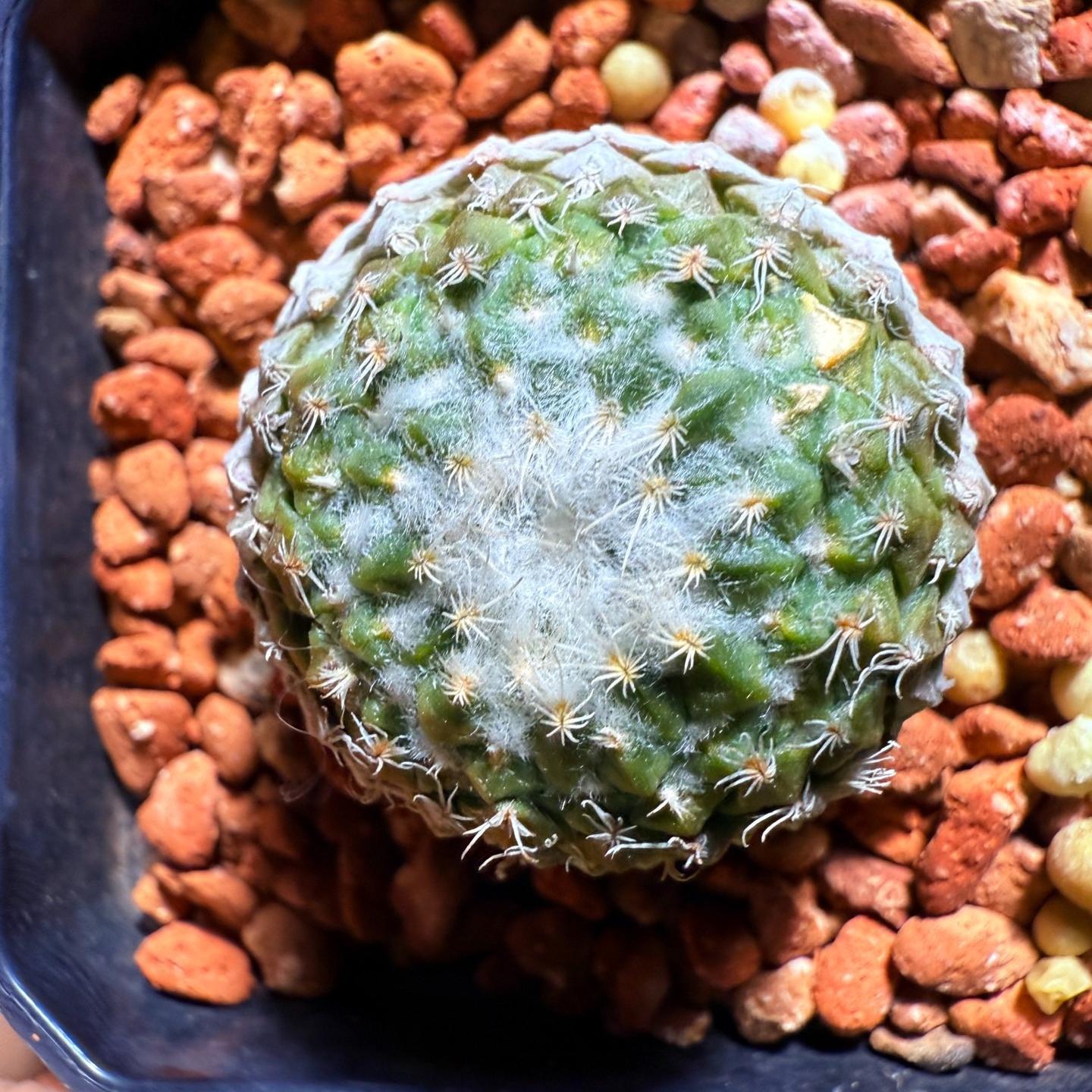 Pelecyphora strobiliformis