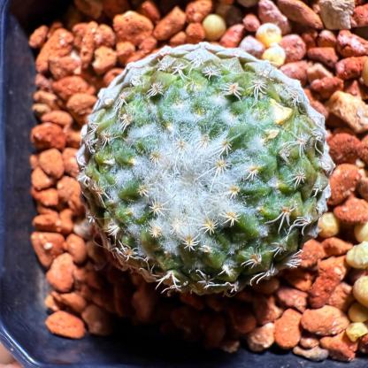 Pelecyphora strobiliformis