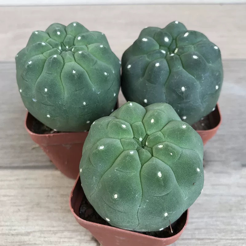 4-5cm Matucana madisoniorum