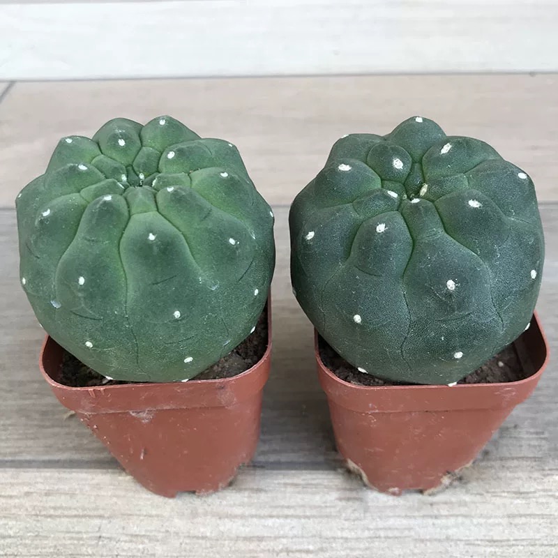 4-5cm Matucana madisoniorum