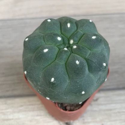 4-5cm Matucana madisoniorum