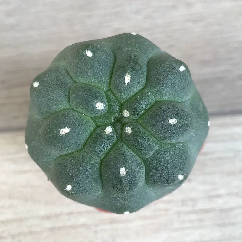 4-5cm Matucana madisoniorum