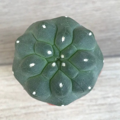 4-5cm Matucana madisoniorum