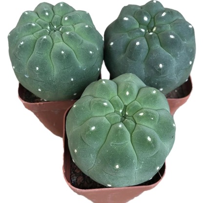 4-5cm Matucana madisoniorum