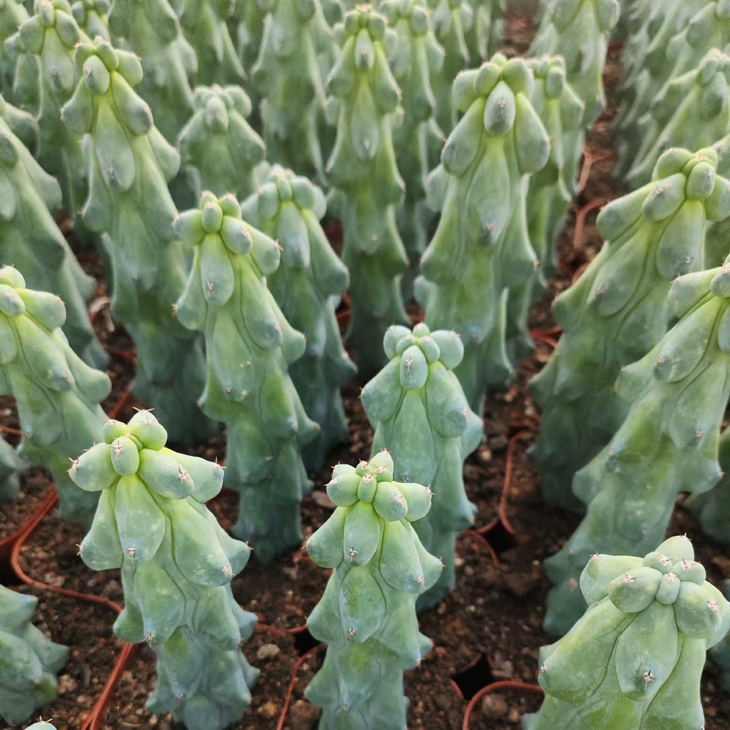 8-12cm Lophcereus Schottii Var.monstrosus