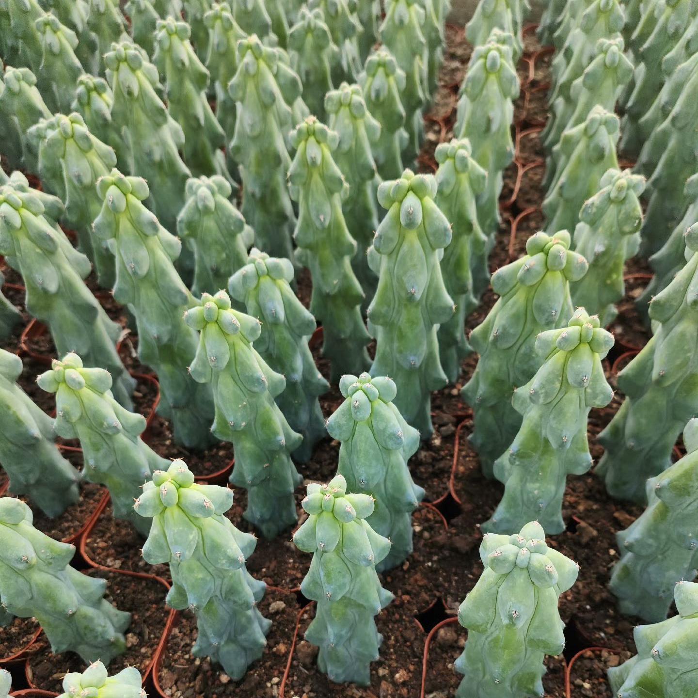 8-12cm Lophcereus Schottii Var.monstrosus