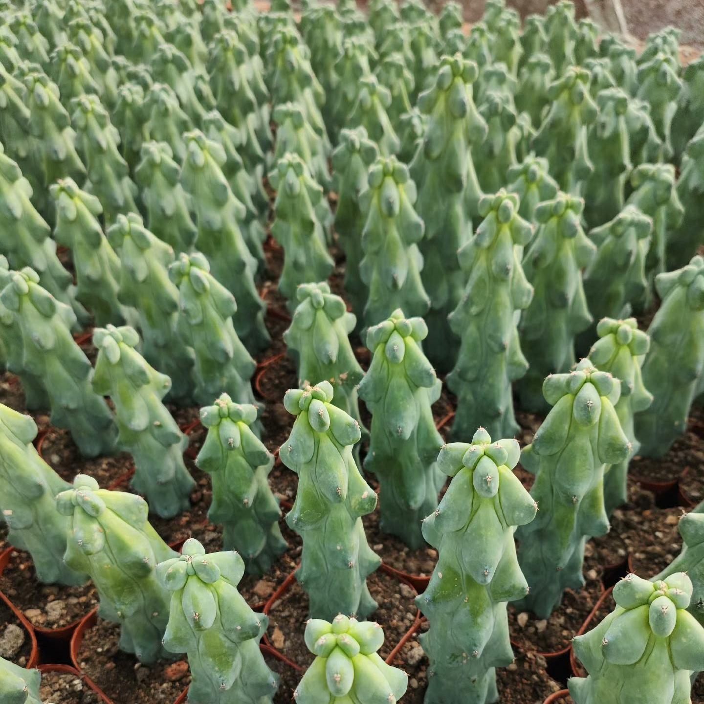 8-12cm Lophcereus Schottii Var.monstrosus