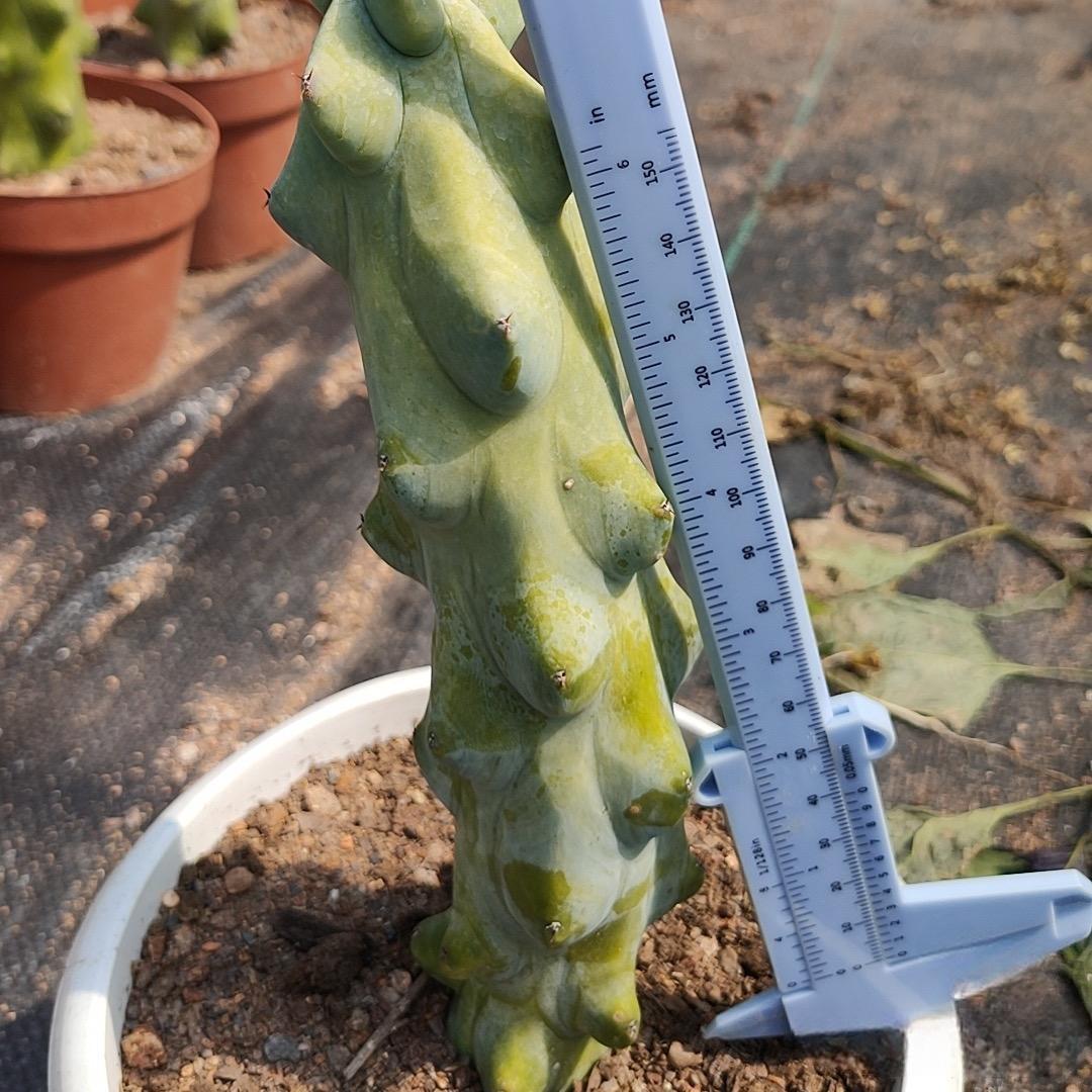 8-12cm Lophcereus Schottii Var.monstrosus