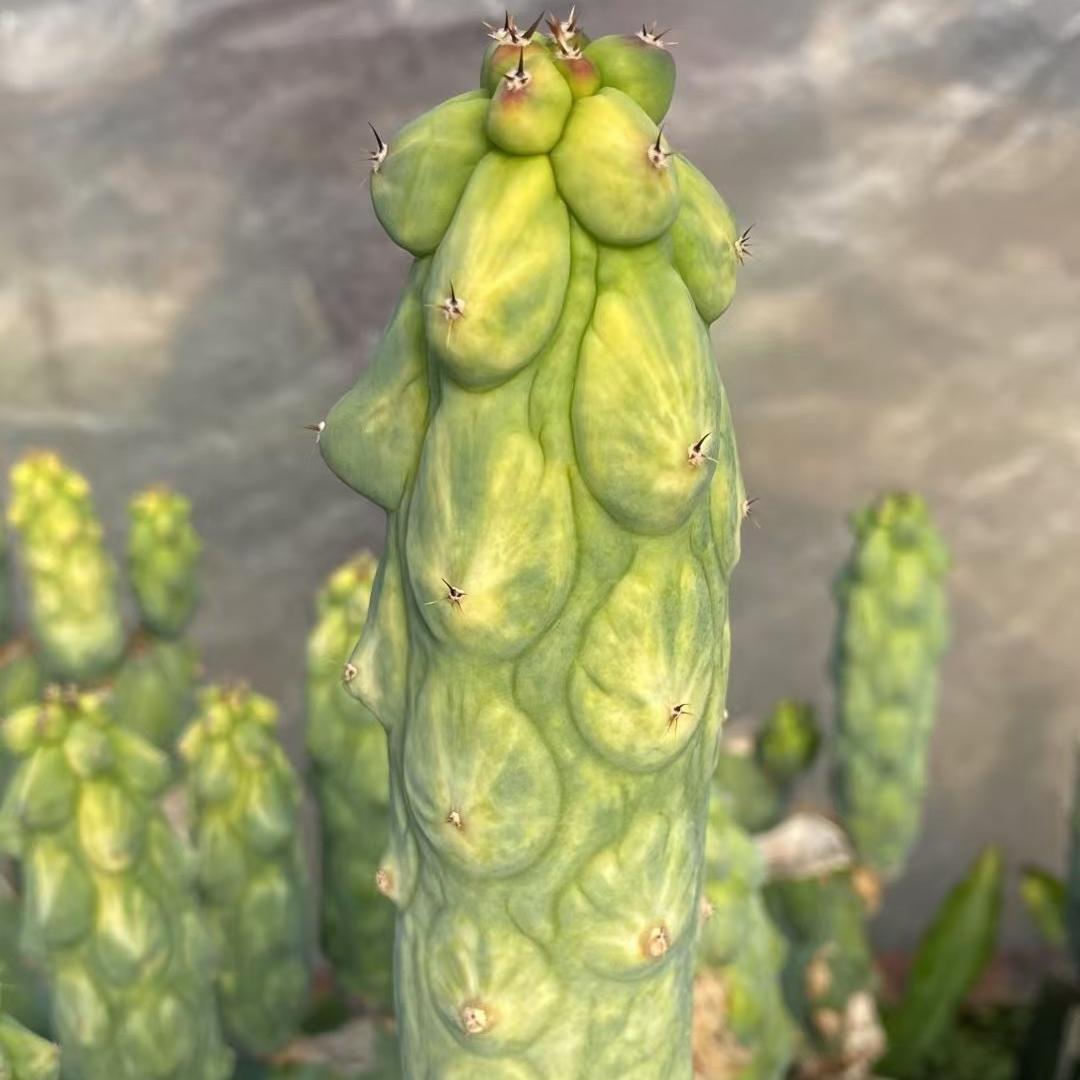 10-12cm Lophcereus Schottii Var.monstrosus （ Rootless variegated）