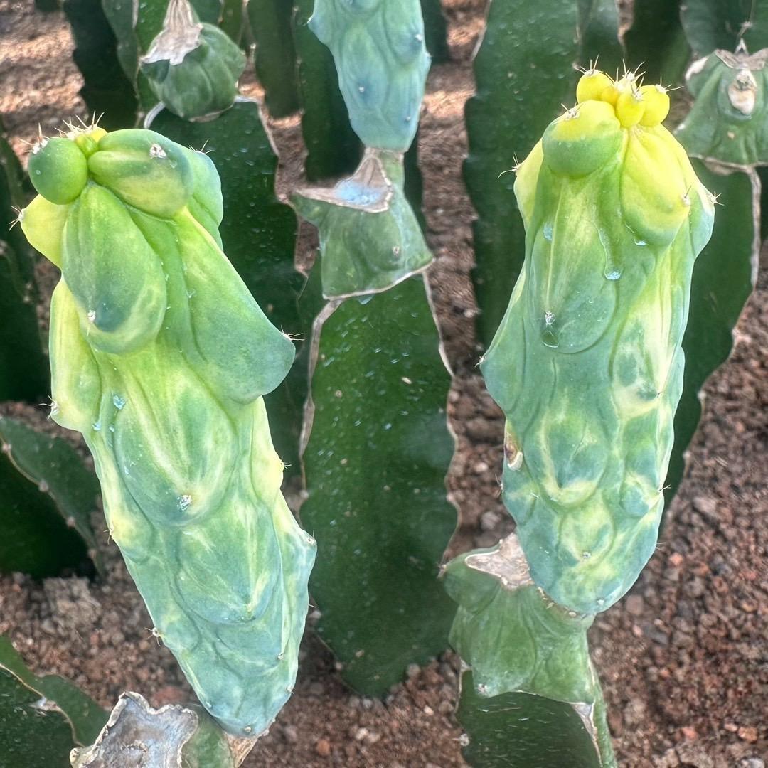 8-12cm Lophcereus Schottii Var.monstrosus