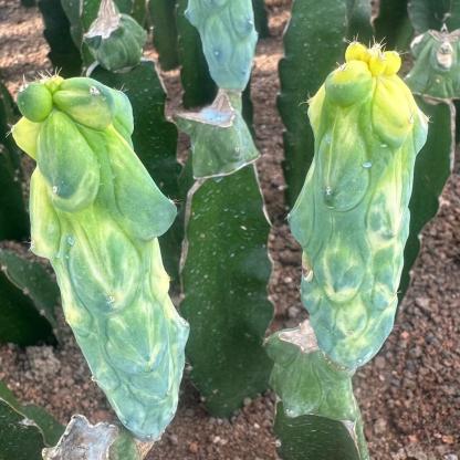 8-12cm Lophcereus Schottii Var.monstrosus