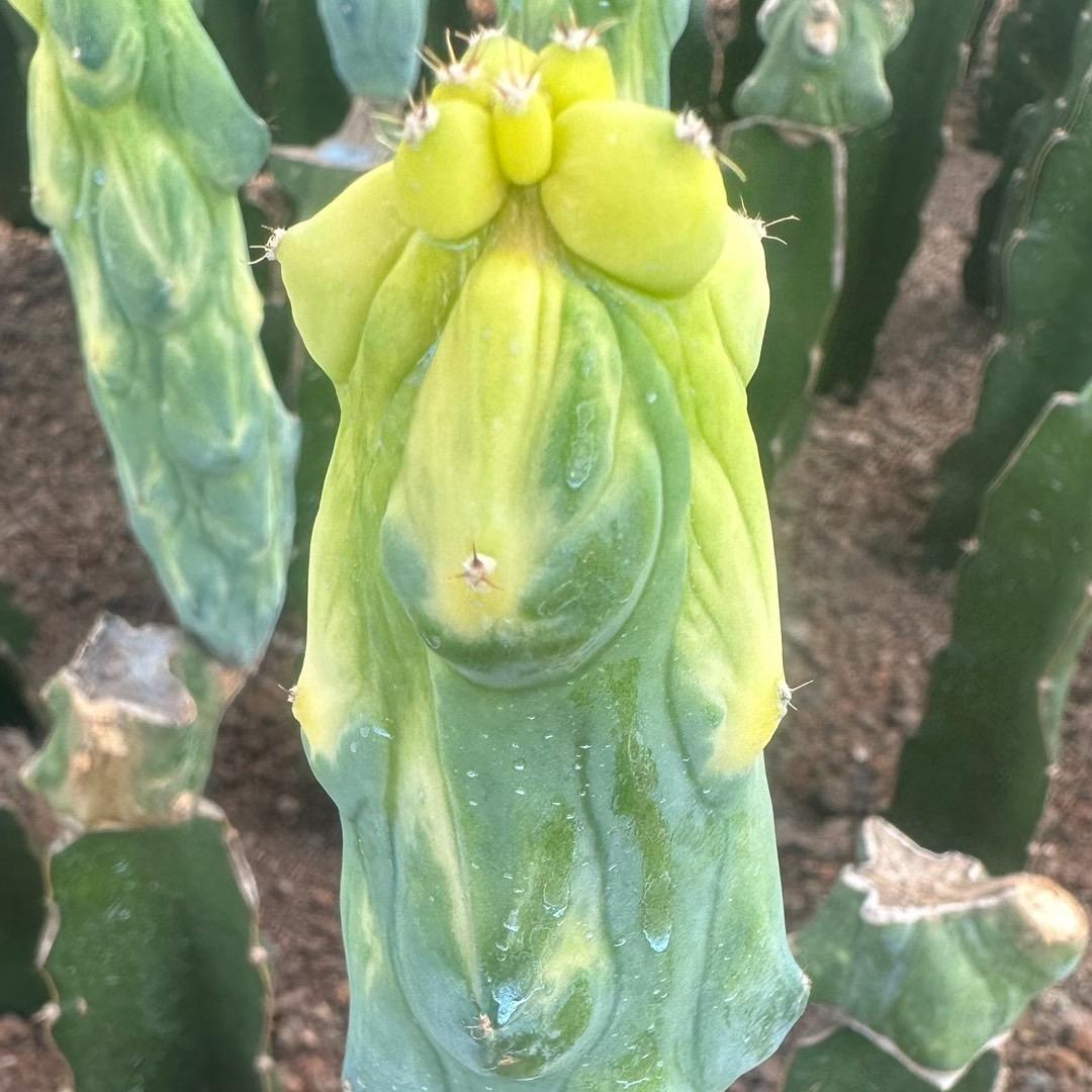 8-12cm Lophcereus Schottii Var.monstrosus