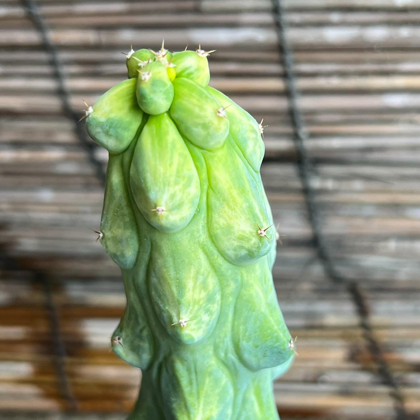 8-12cm Lophcereus Schottii Var.monstrosus