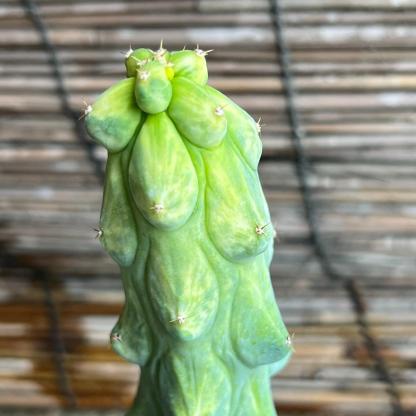 8-12cm Lophcereus Schottii Var.monstrosus