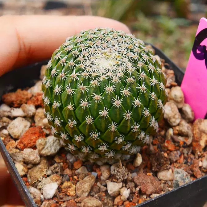 Pelecyphora strobiliformis